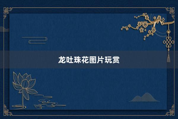 龙吐珠花图片玩赏