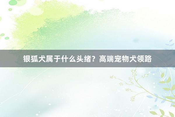 银狐犬属于什么头绪？高端宠物犬领路